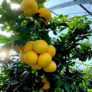 熊本 宮本果樹園の国産グレープフルーツ
