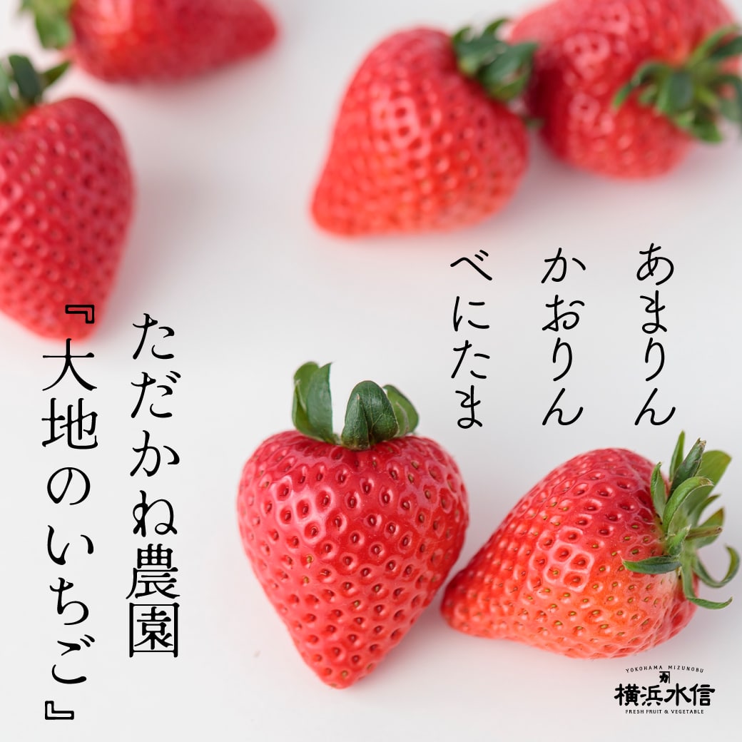 埼玉県・ただかね農園さんの苺 | フルーツギフト・果物のネット通販