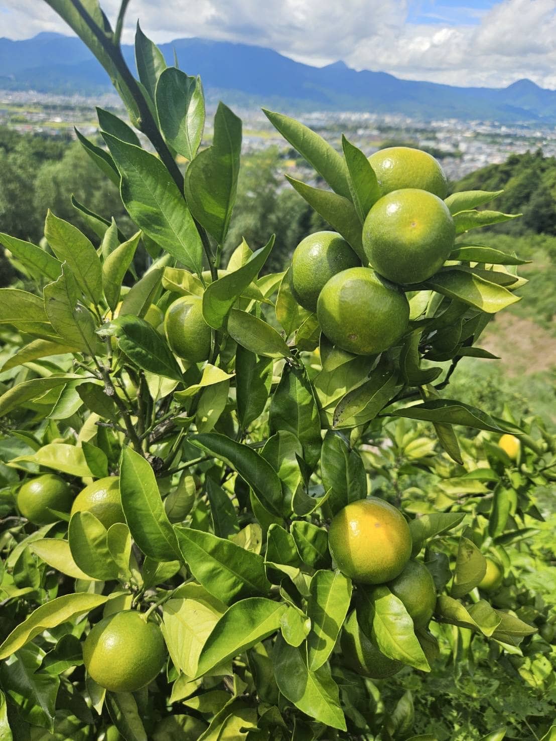 yu-Ko jukito様専用 南柑20号4.5kg＋まどんな4kgぐるりん 温州