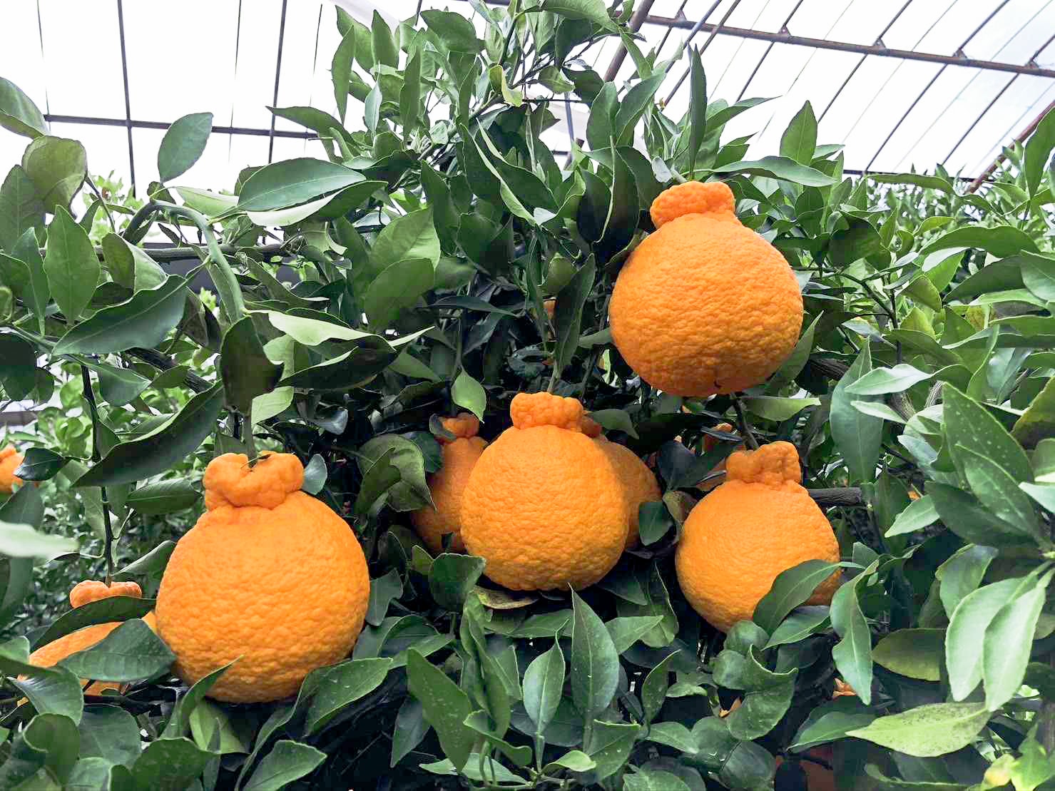 宮本さんの肥の豊(5個) | フルーツギフト・果物のネット通販｜横浜水信